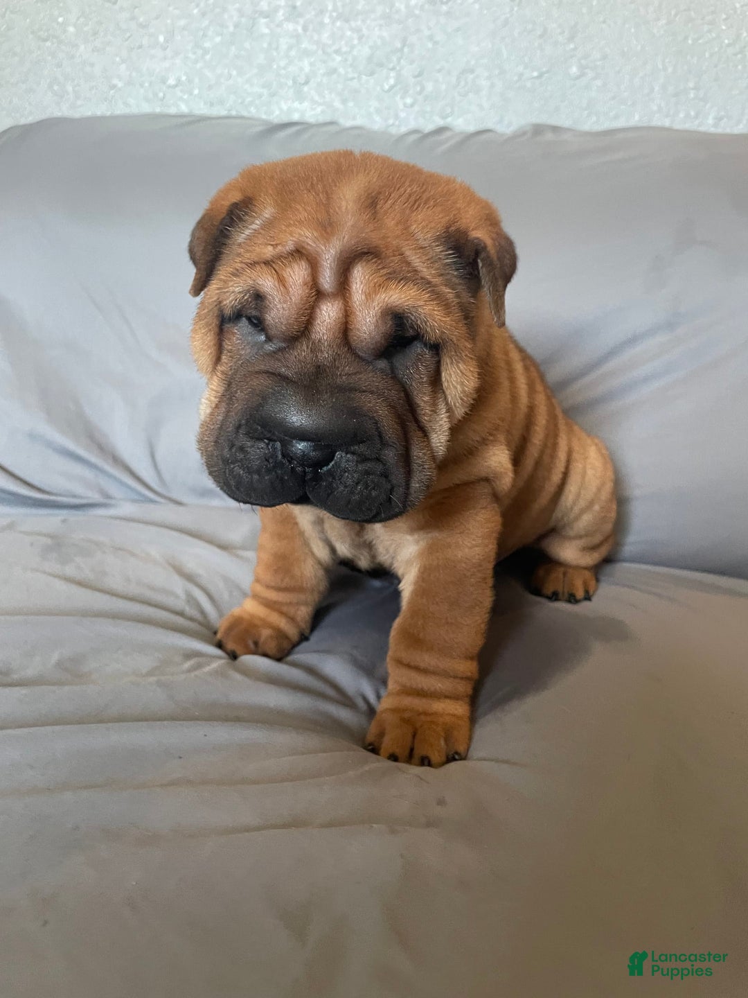Shar Pei dogs for sale: Armani Squishy-face - Image 14