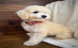 Miniature Poodle dogs for sale: Pico - Image 2