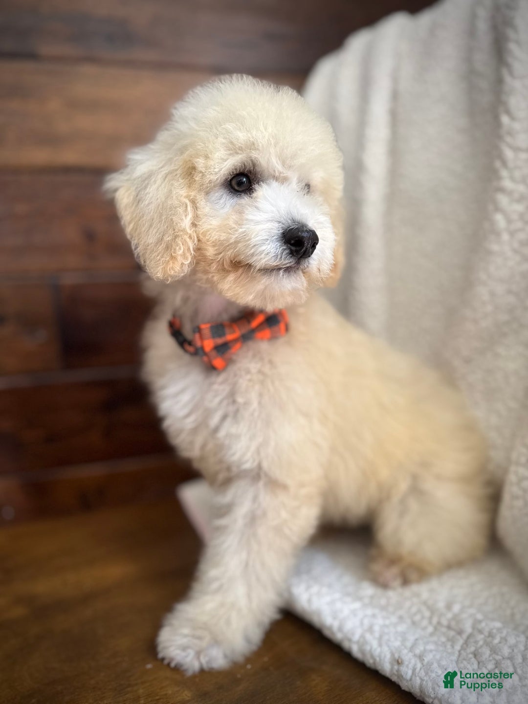 Miniature Poodle dogs for sale: Pico - Image 2