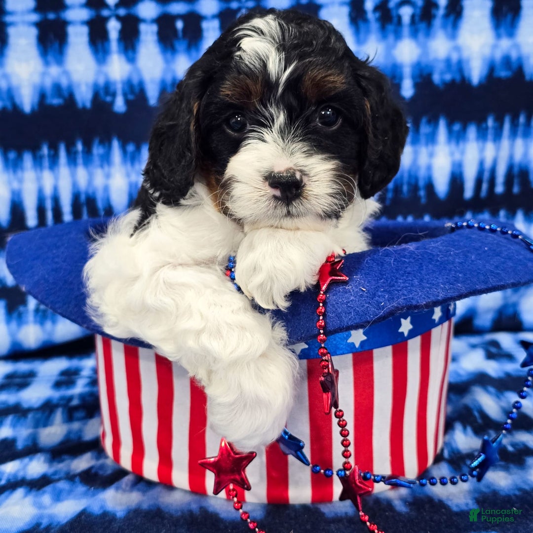 Cavapoo dogs for sale: Wade - Image 1