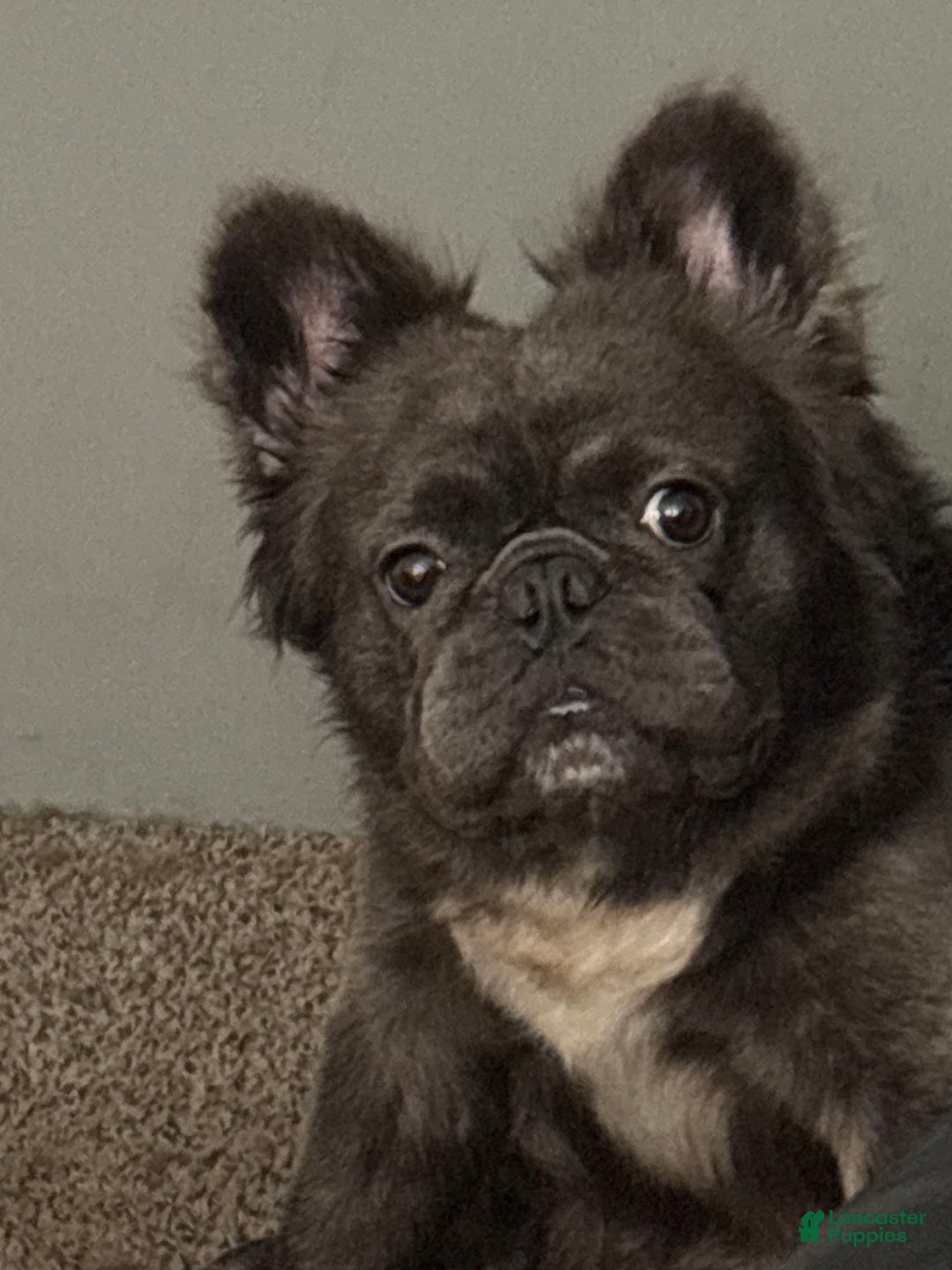 French Bulldog dogs for sale: Bg B-grizzly - Image 2