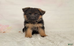 German Shepherd dogs for sale: Tala - Image 3
