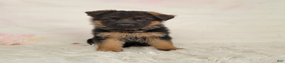 Tala