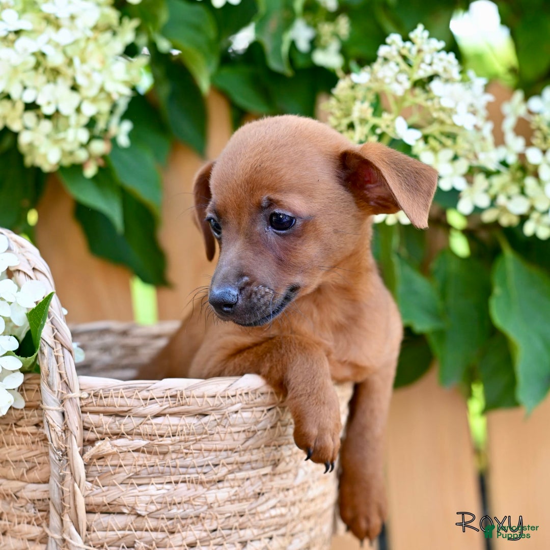Jackapoo dogs for sale: Roxy - Image 4