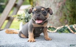 French Bulldog dogs for sale: Bear - Image 1