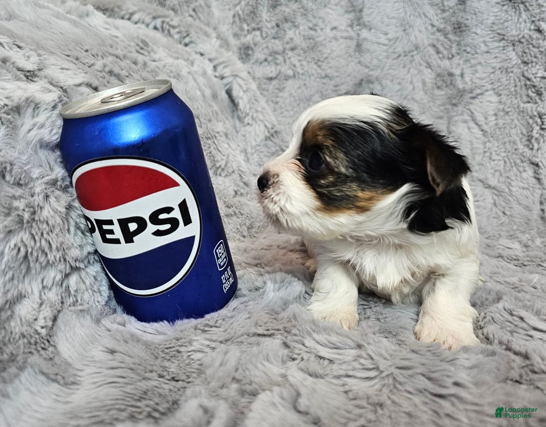 Yorkshire Terrier dogs for sale: Yorkshire Terrier 3 puppies - Image 6