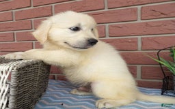 Golden Retriever dogs for sale: Golden Retriever 5 puppies - Image 3