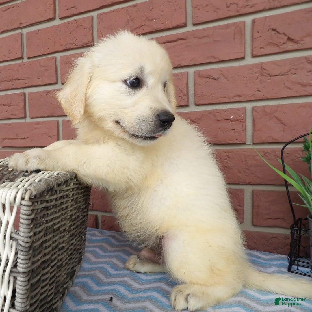 Golden Retriever dogs for sale: Golden Retriever 5 puppies - Image 3