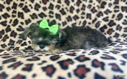 Miniature Schnauzer dogs for sale: Angel - Image 3