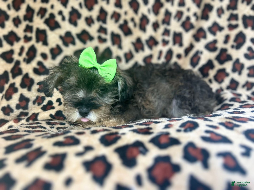 Miniature Schnauzer dogs for sale: Angel - Image 3