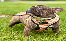 French Bulldog dogs for sale: Piglet - Image 6