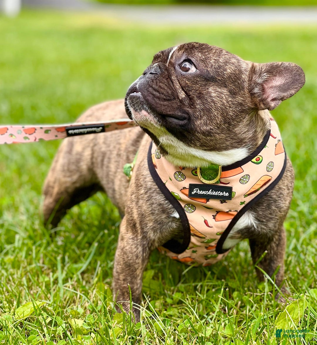 French Bulldog dogs for sale: Piglet - Image 6