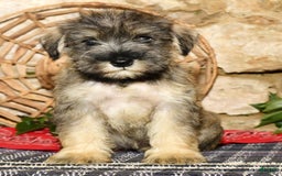 Miniature Schnauzer dogs for sale: Sugar - Image 6