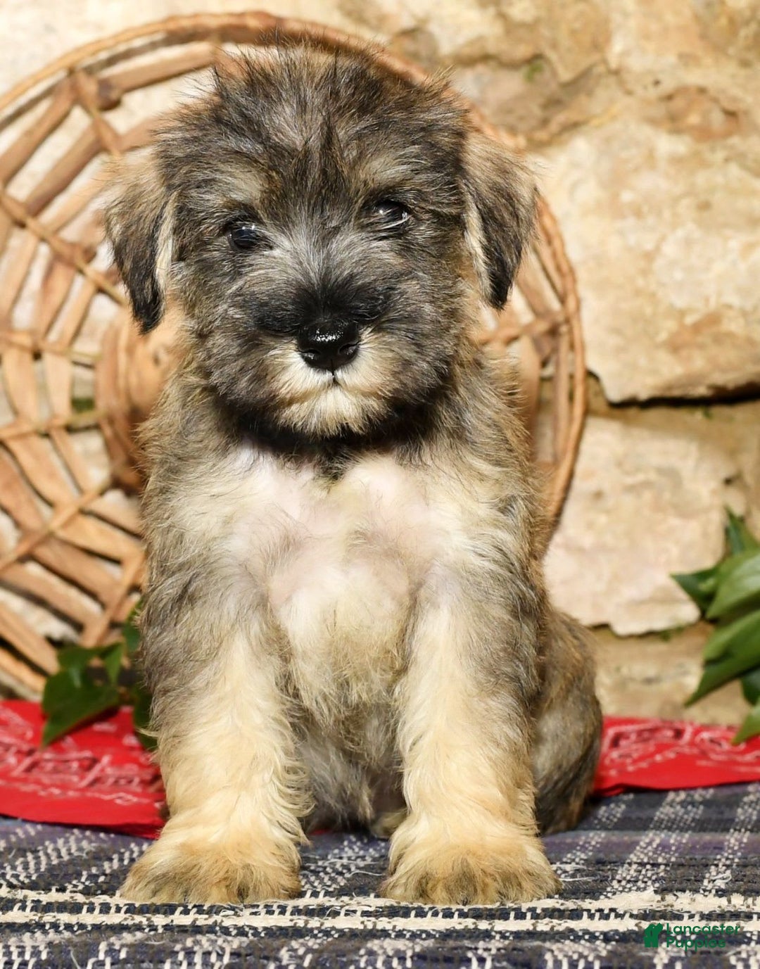 Miniature Schnauzer dogs for sale: Sugar - Image 6