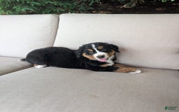 Bernese Mountain Dog dogs for sale: Bella - Image 1