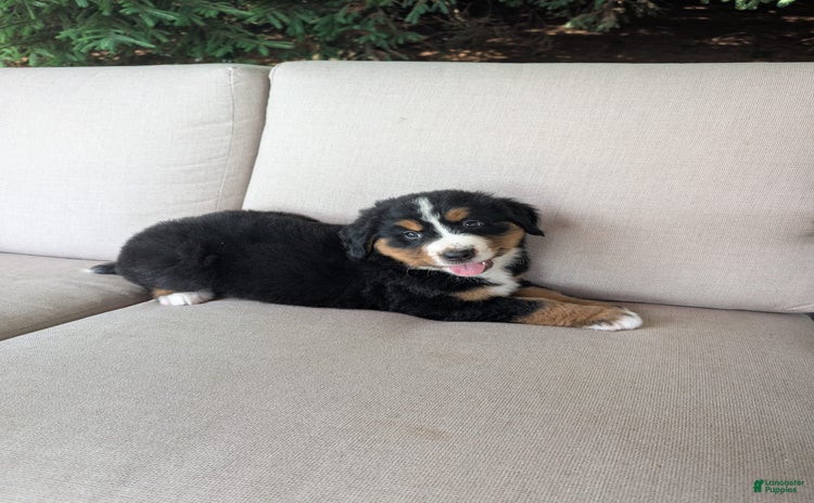 Bernese Mountain Dog dogs for sale - Ad 3