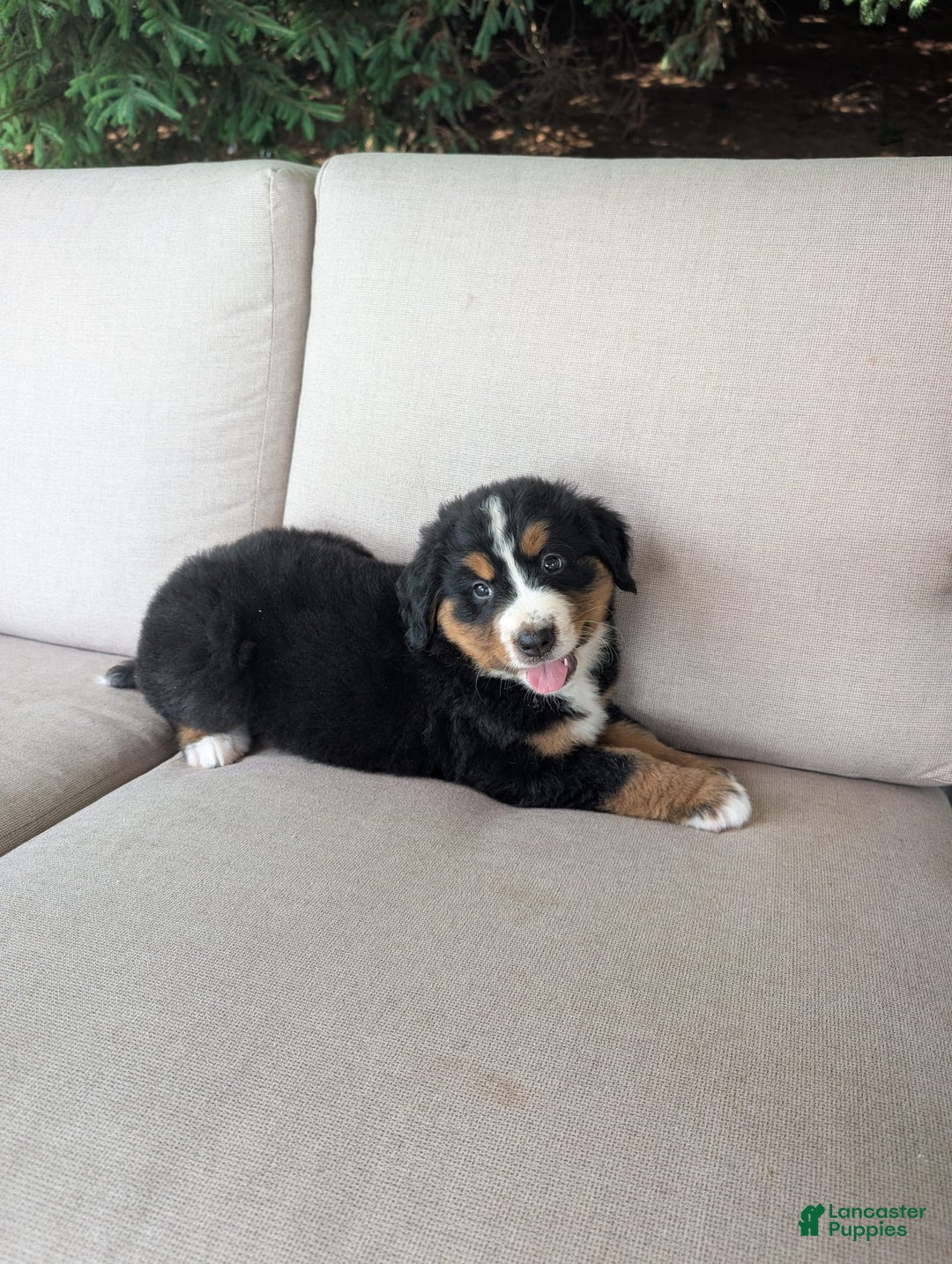 Bernese Mountain Dog dogs for sale: Bella - Image 1