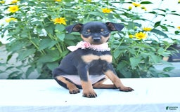 Miniature Pinscher dogs for sale: Camella - Image 2