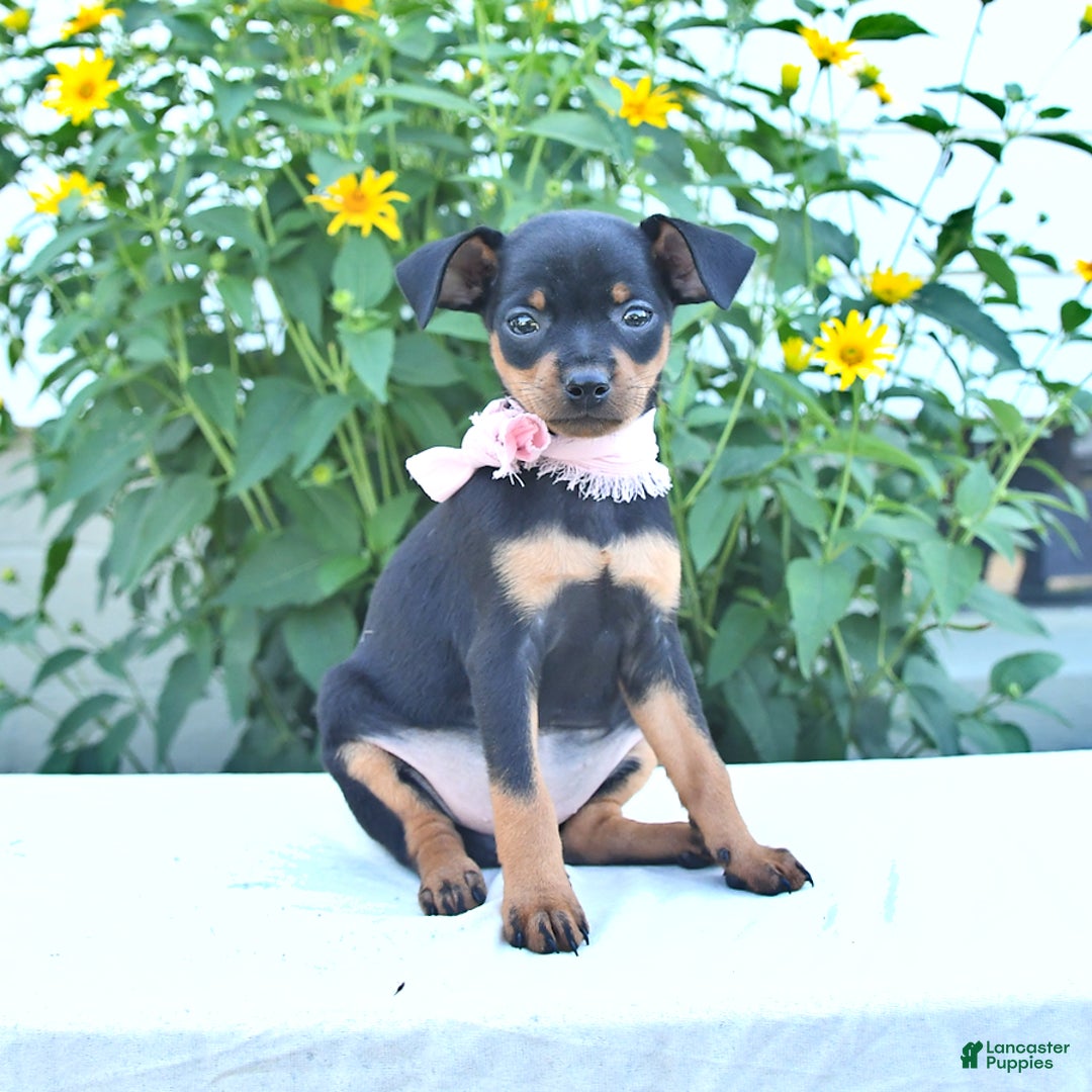 Miniature Pinscher dogs for sale: Camella - Image 2