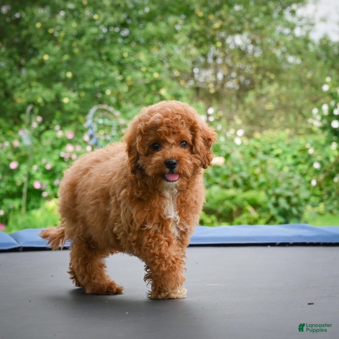 Cavapoo dogs for sale: Chucky - Image 1