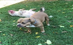 American Bully dogs for sale: Ruby - Image 6