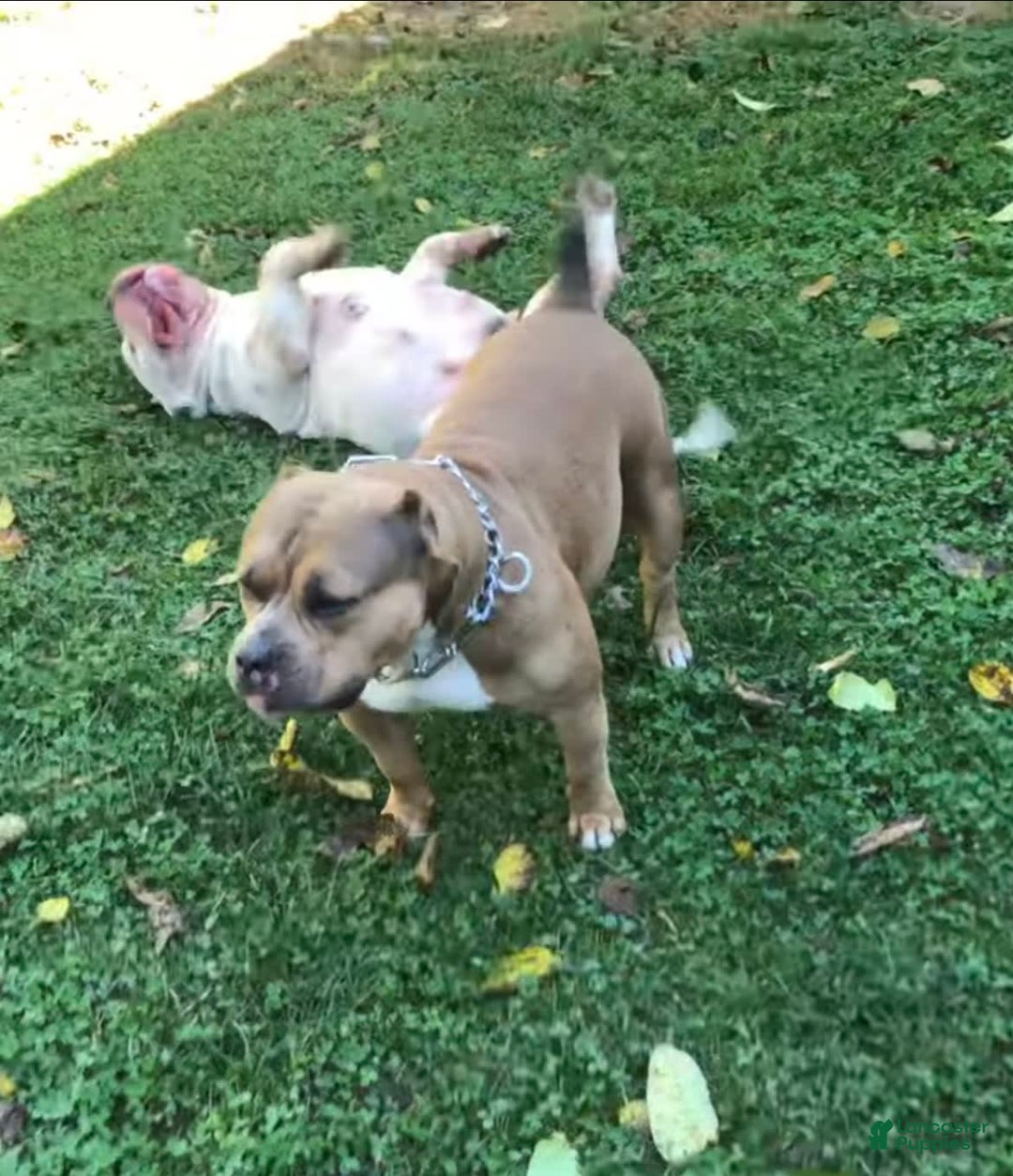 American Bully dogs for sale: Ruby - Image 6