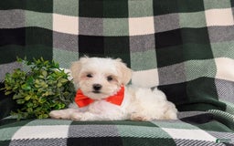 Maltese dogs for sale: Griffith - Image 7