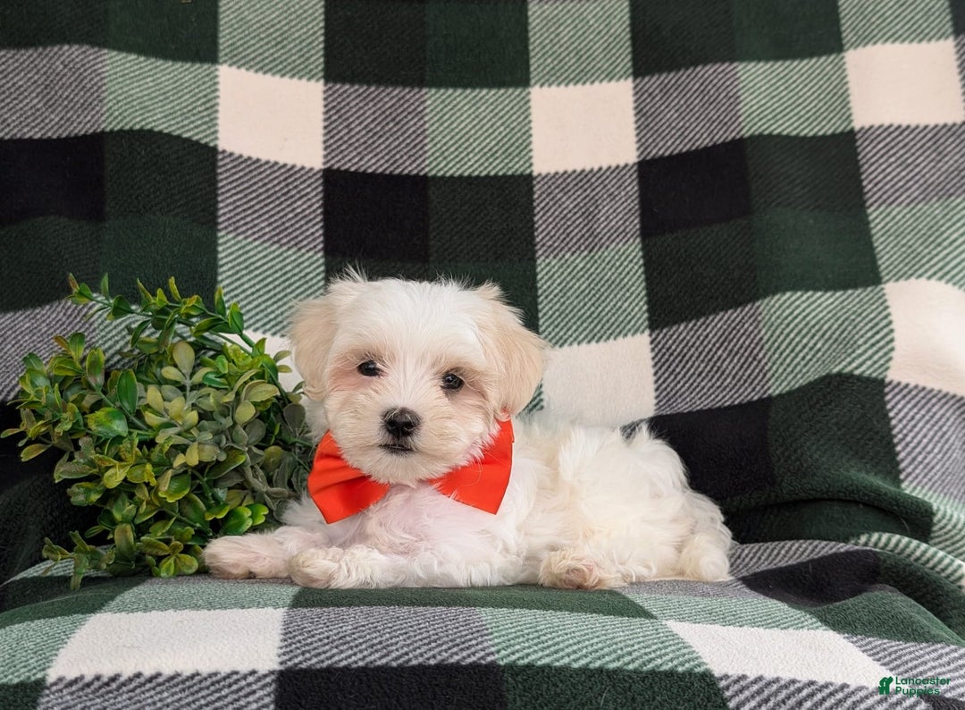 Maltese dogs for sale: Griffith - Image 7