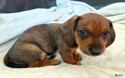Miniature Dachshund dogs for sale: Blue - Image 4