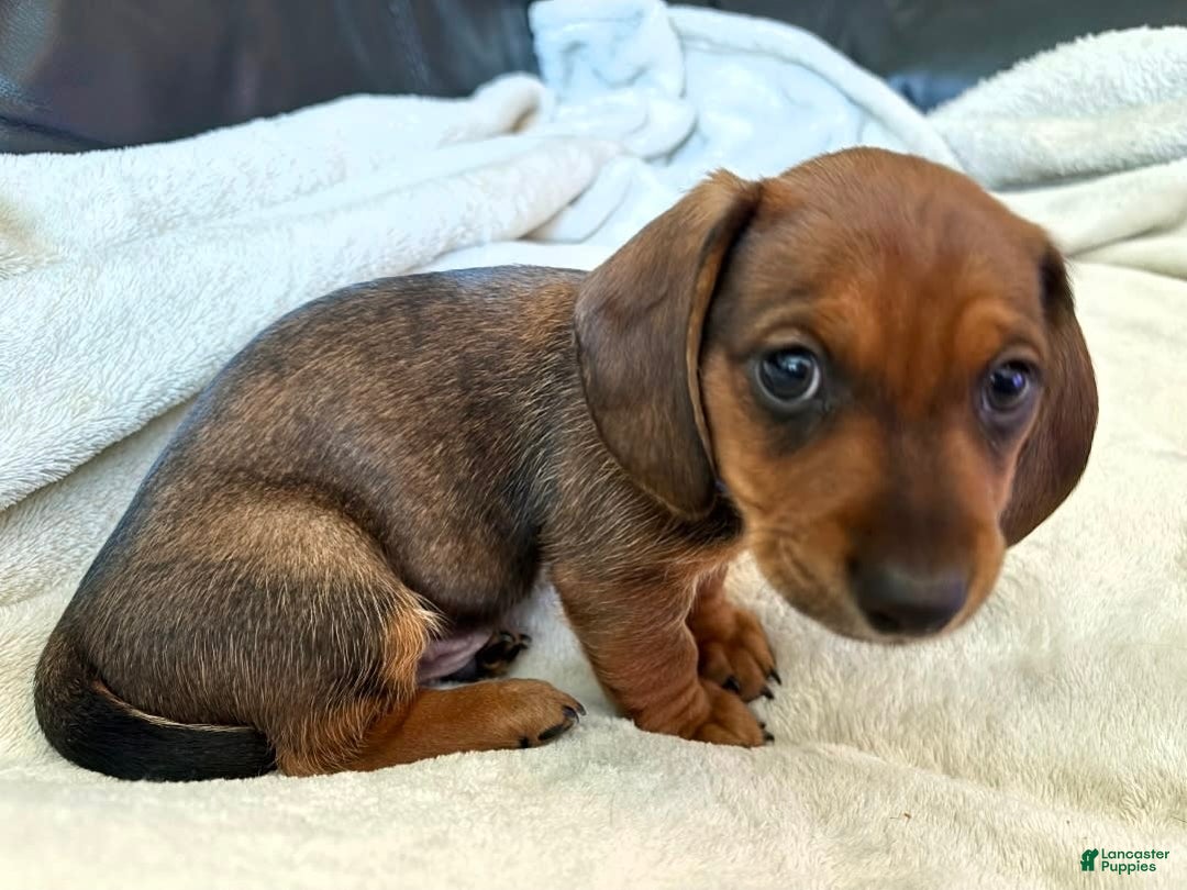 Miniature Dachshund dogs for sale: Blue - Image 4