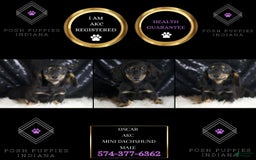 Miniature Dachshund dogs for sale: Oscar - Image 5