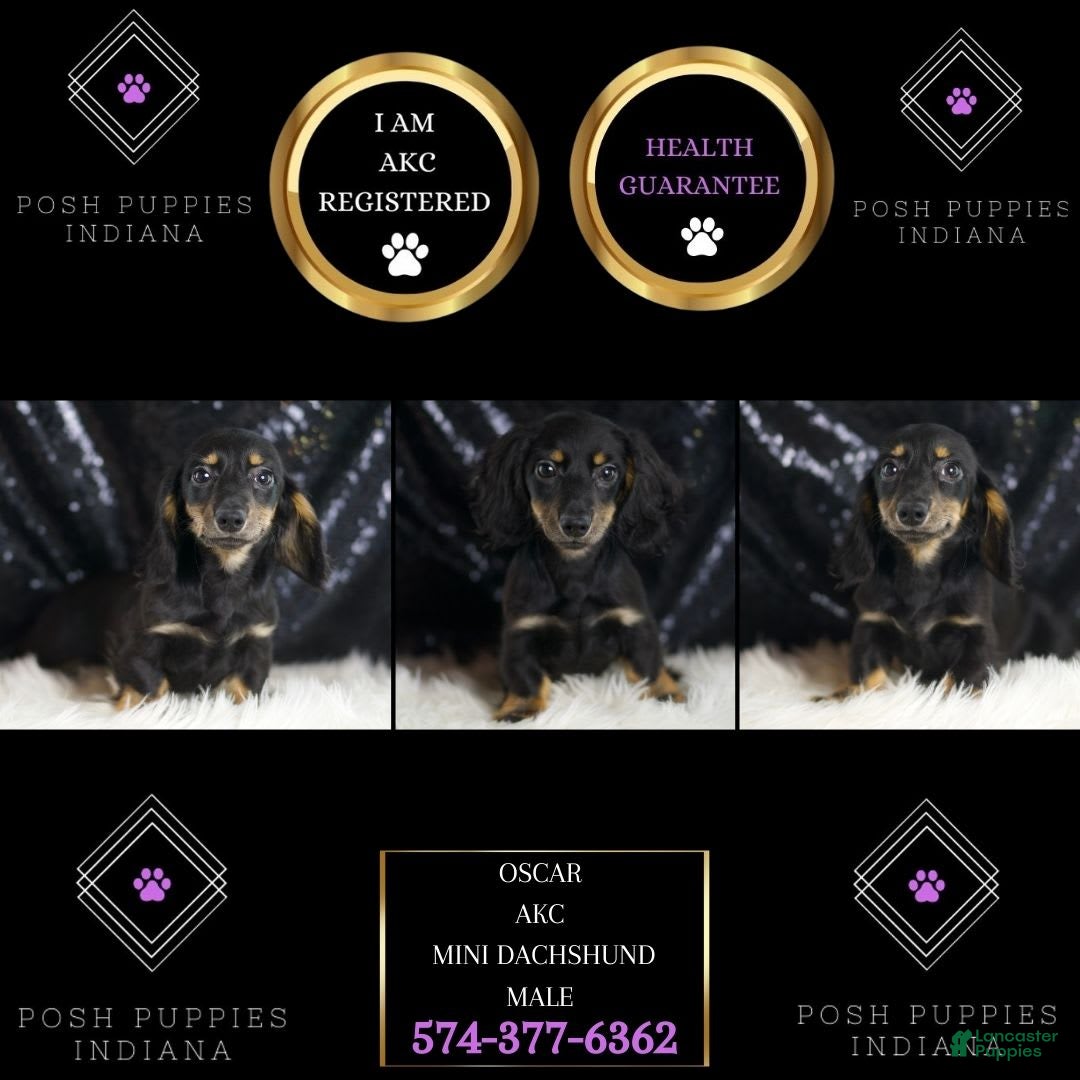 Miniature Dachshund dogs for sale: Oscar - Image 5