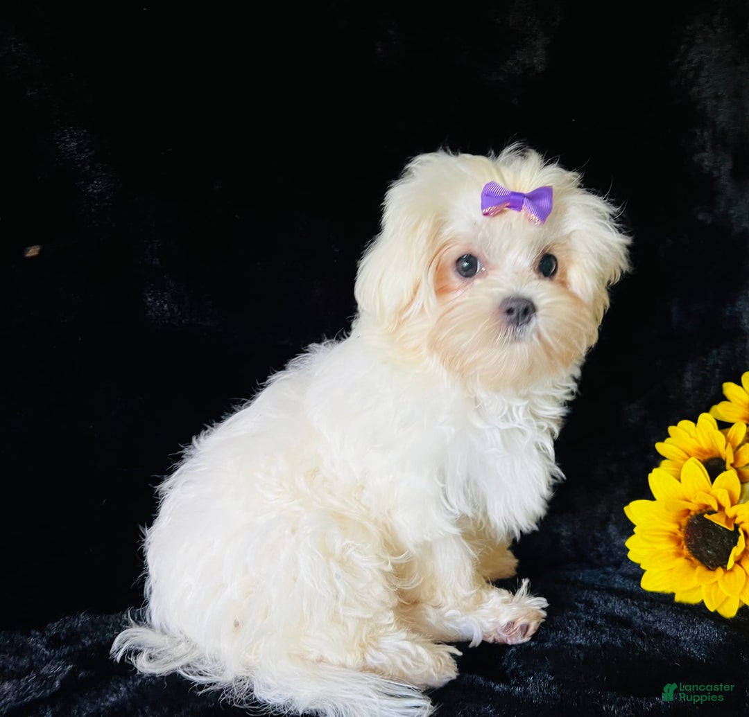 Maltese dogs for sale: Emmas Girl - Image 8