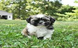 Shih Tzu dogs for sale: Ivy - Image 3