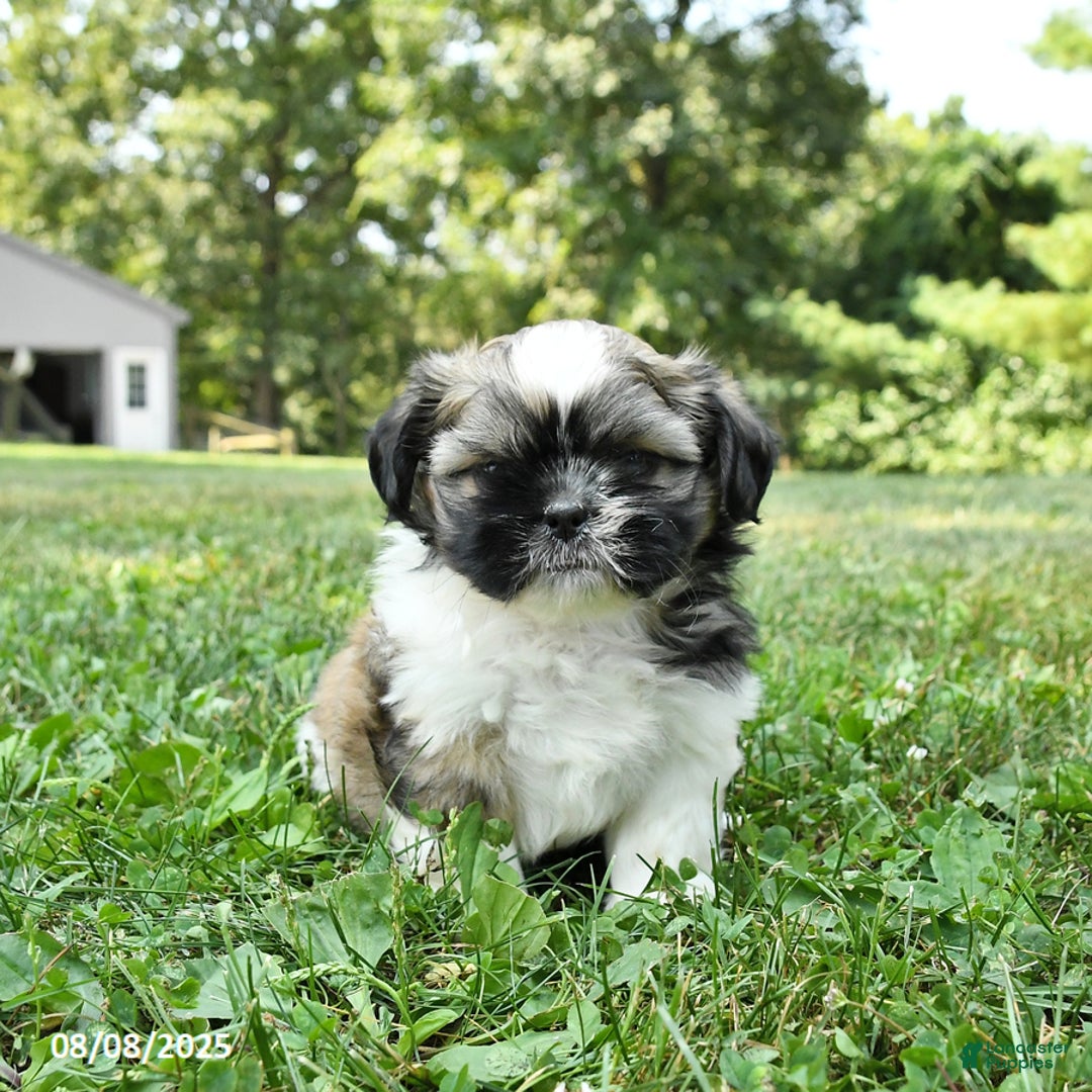 Shih Tzu dogs for sale: Ivy - Image 3