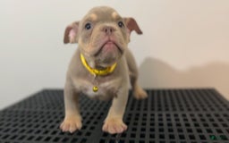 American Bully dogs for sale: Huncho - Image 2