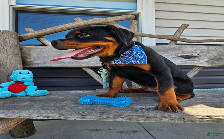 Rottweiler dogs for sale - Ad 1