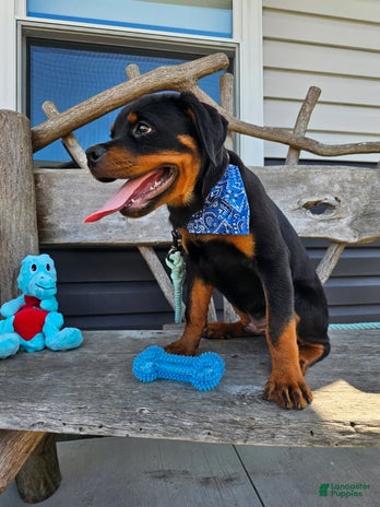 Rottweiler dogs for sale - Ad 1