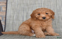 Mini Goldendoodle dogs for sale: June - Image 3