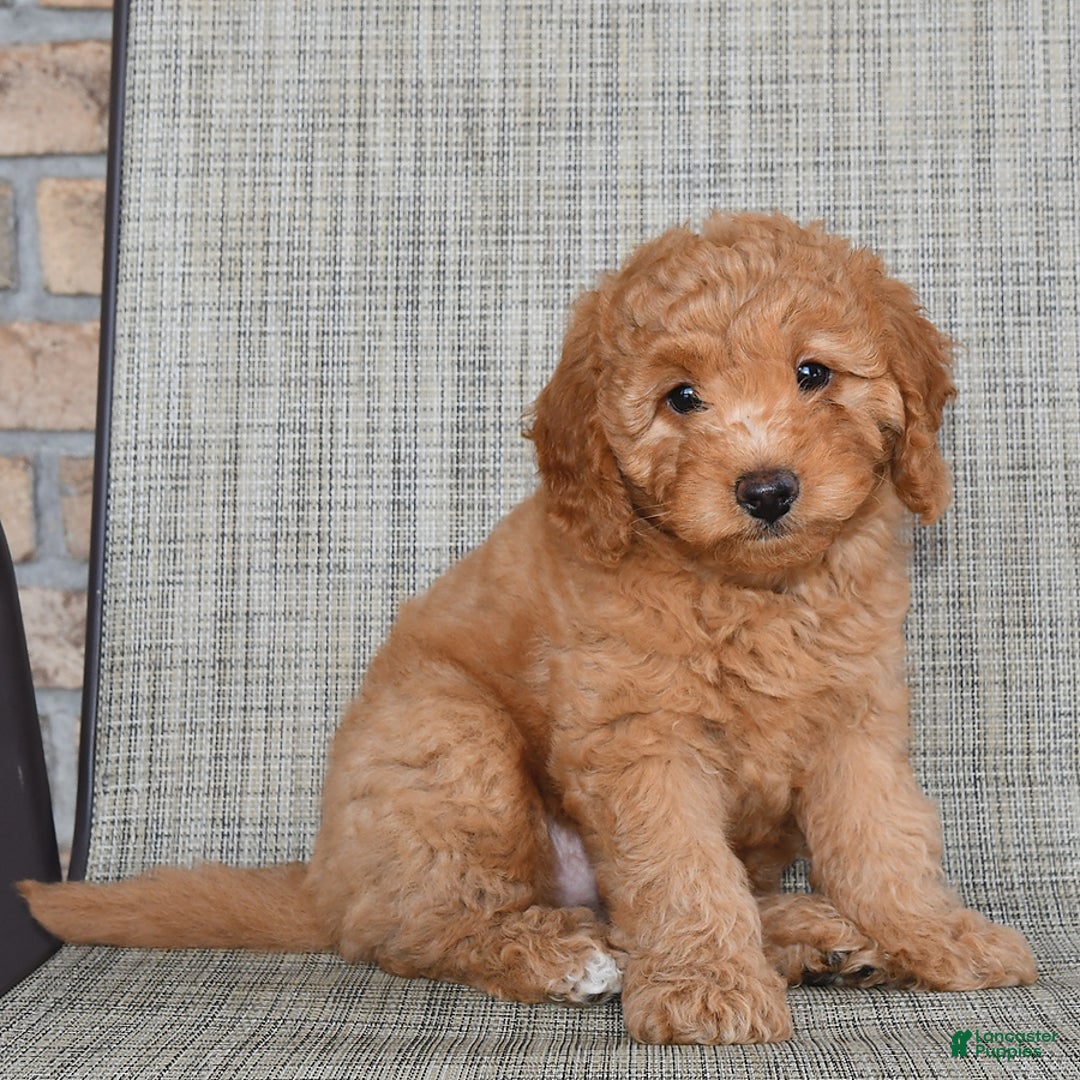 Mini Goldendoodle dogs for sale: June - Image 3