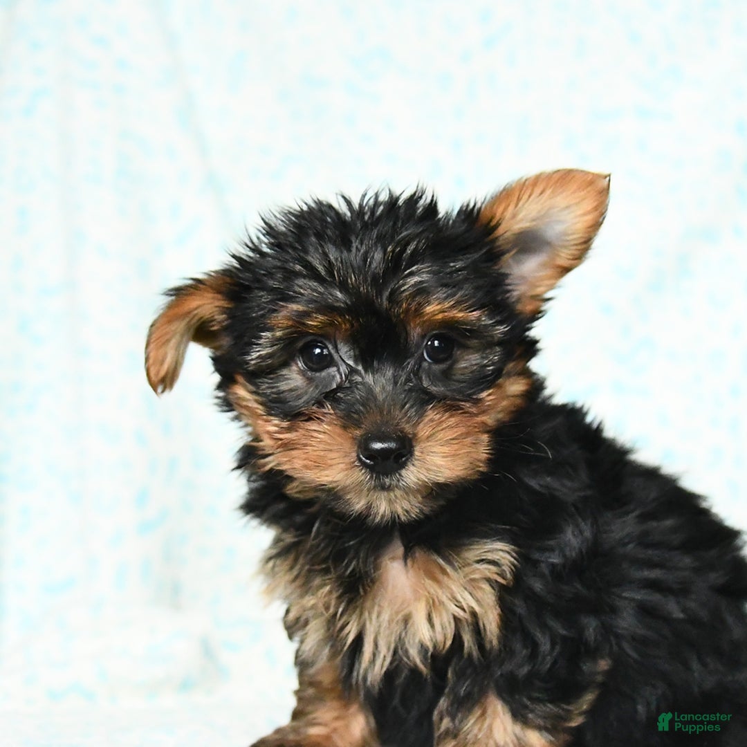 Yorkshire Terrier dogs for sale: Checkers - Image 6