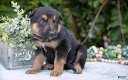 German Shepherd dogs for sale: M agnus - Image 1