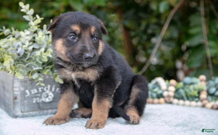 German Shepherd dogs for sale - Ad 4