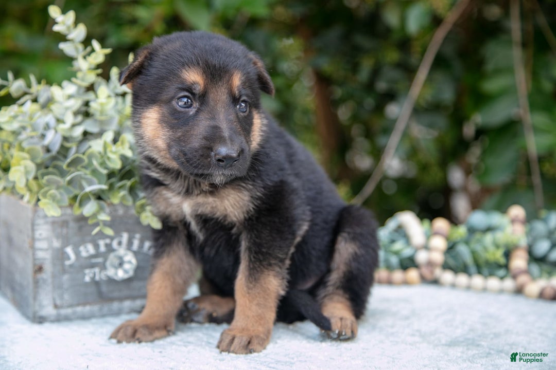 German Shepherd dogs for sale: M agnus - Image 1