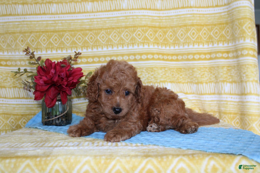 Mini Goldendoodle dogs for sale: Larry - Image 1