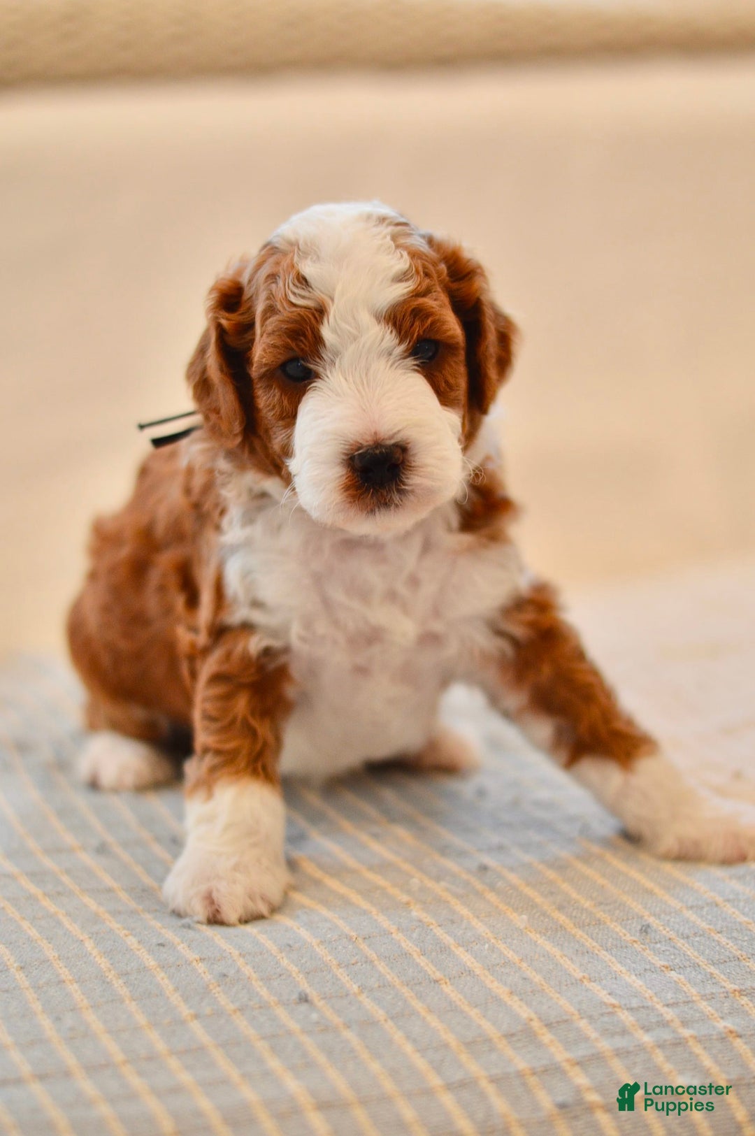 Goldendoodle dogs for sale: Denali - Image 8
