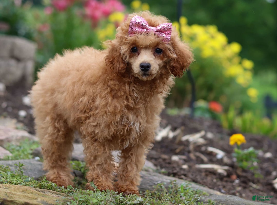 Miniature Poodle dogs for sale: Leah - Image 21