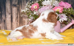 Cavalier King Charles Spaniel dogs for sale: Jordan - Image 2