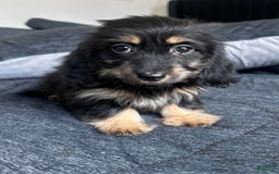 Miniature Dachshund dogs for sale: Millie - Image 1