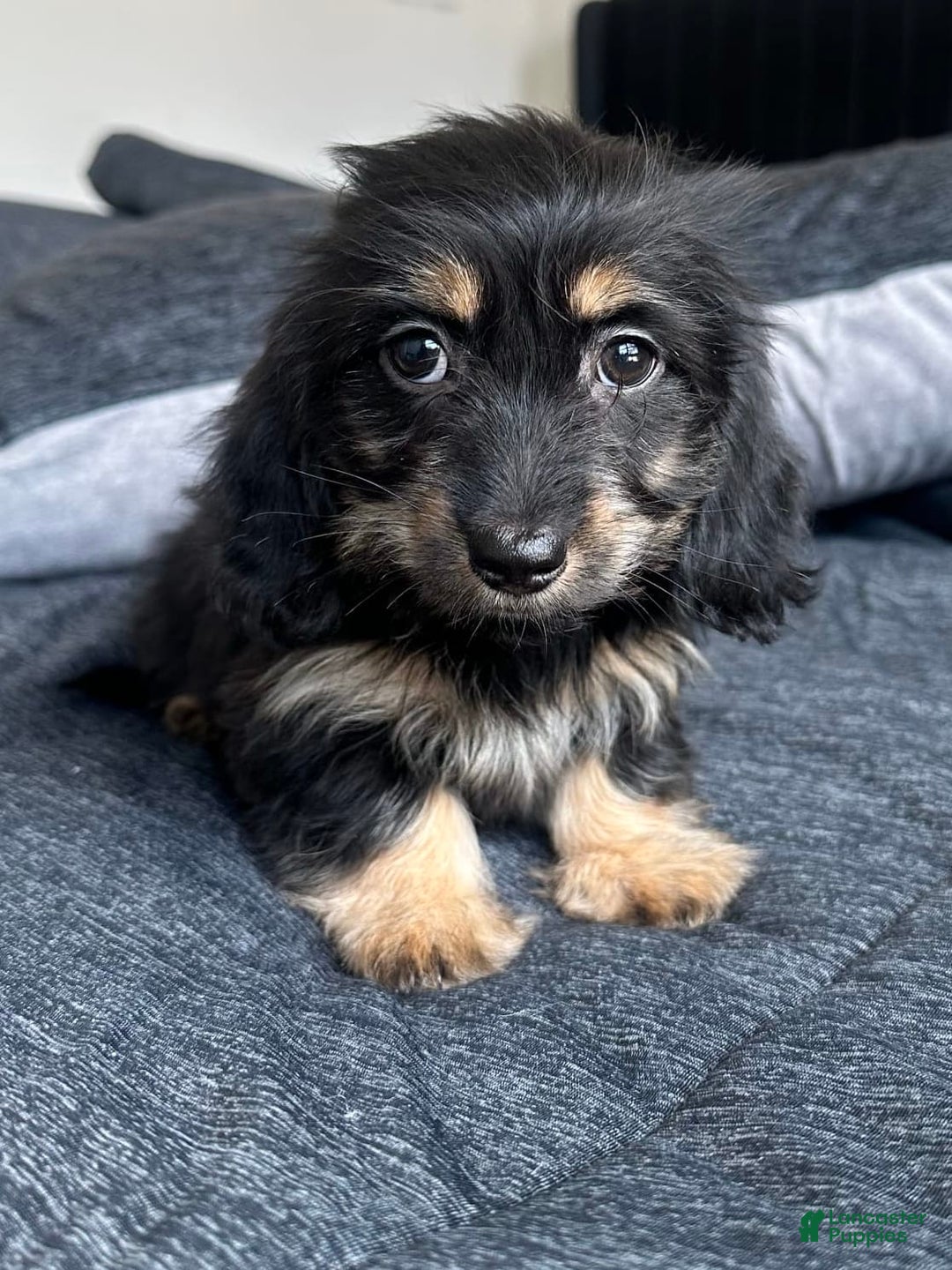 Miniature Dachshund dogs for sale: Millie - Image 1